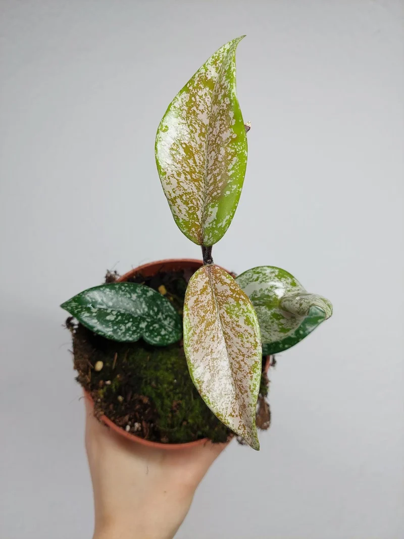 Hoya Carnosa Stardust