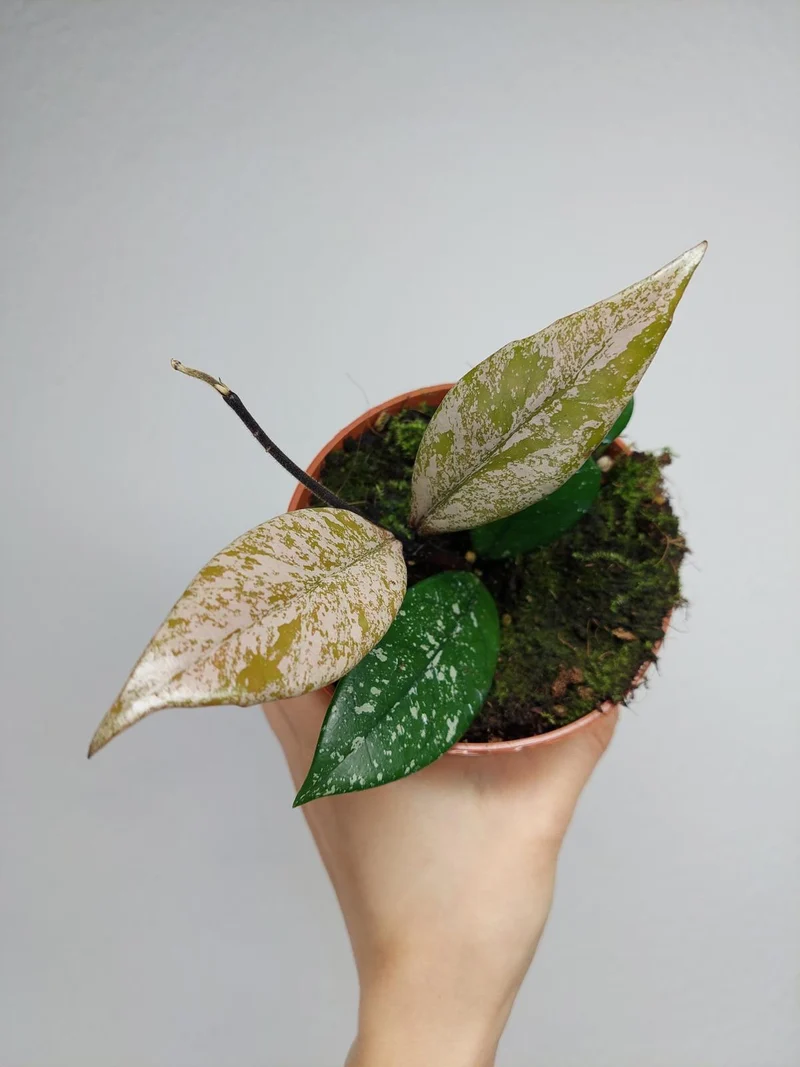 Hoya Carnosa Stardust