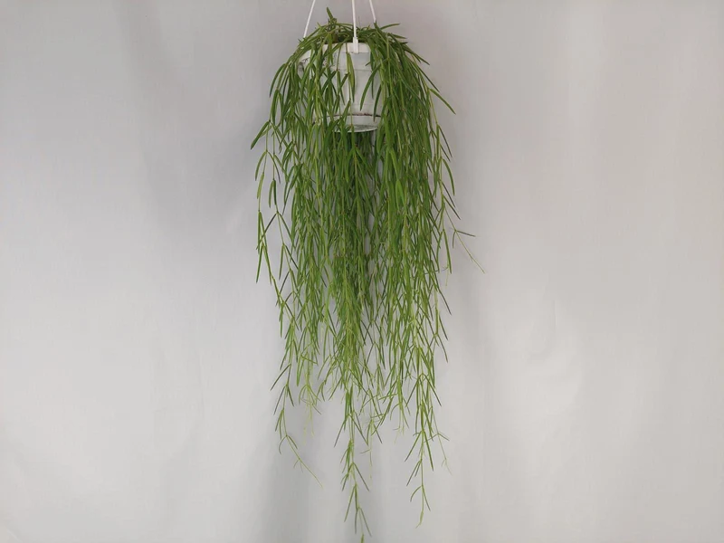 Hoya Linearis Hängeampel