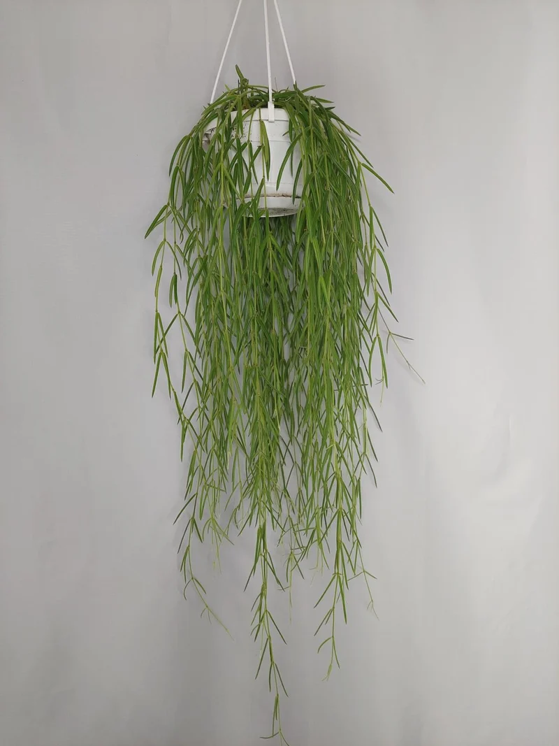 Hoya Linearis Hängeampel