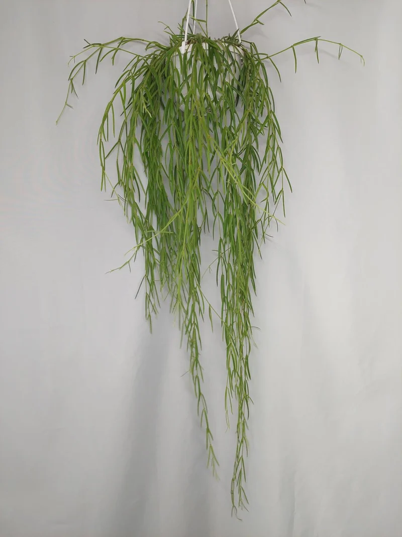 Hoya Linearis Hängeampel