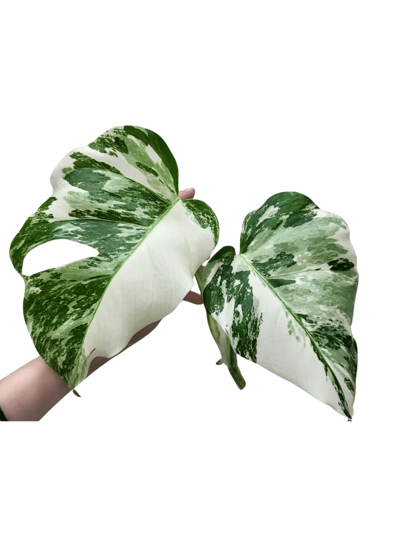 Monstera Variegata Steckling