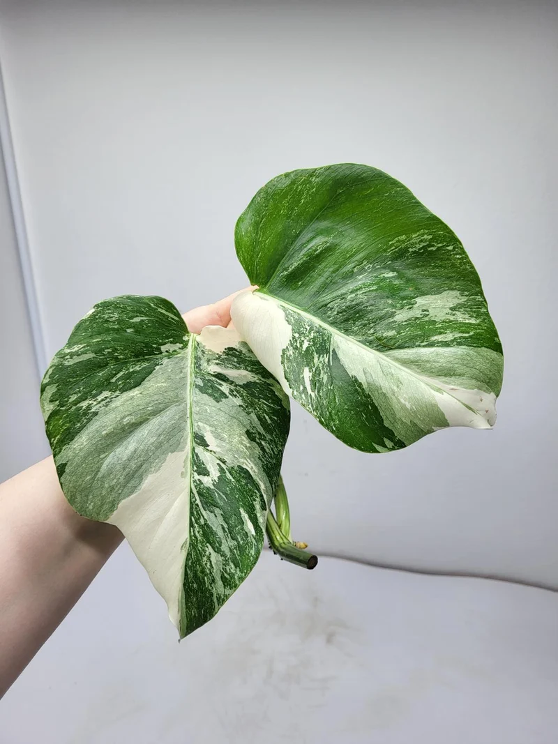 Monstera Variegata Steckling