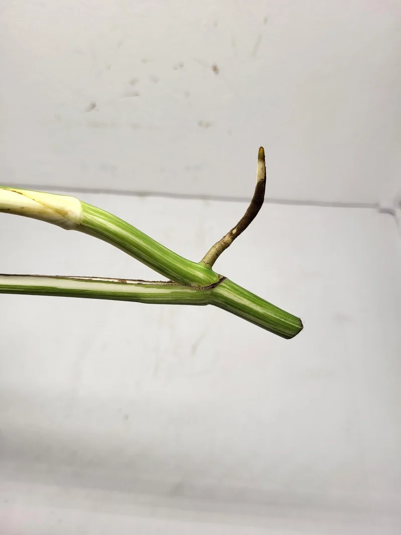 Monstera Variegata Steckling