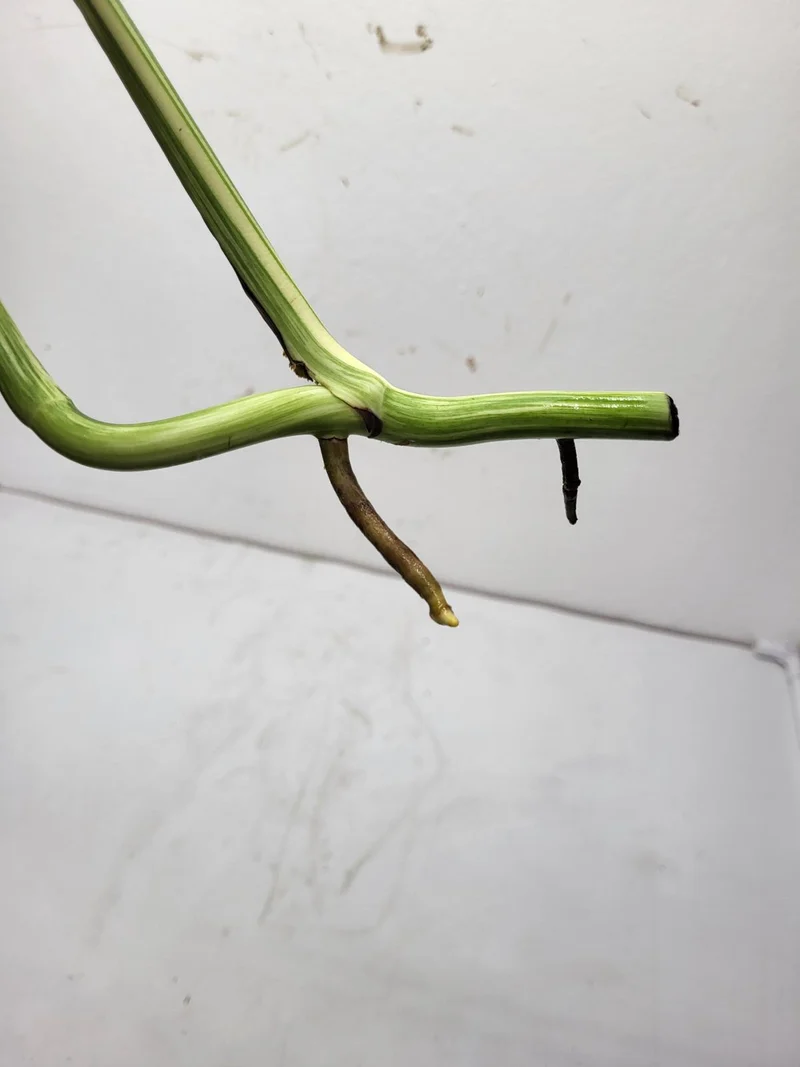 Monstera Variegata Steckling