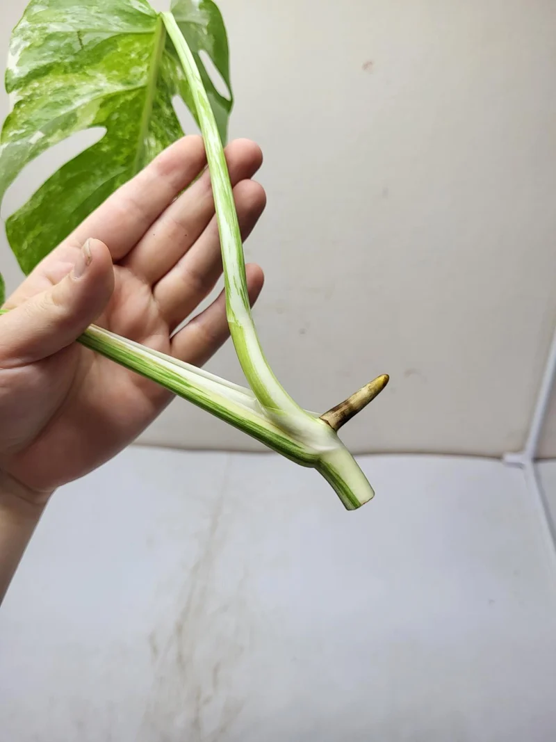 Monstera Variegata Steckling