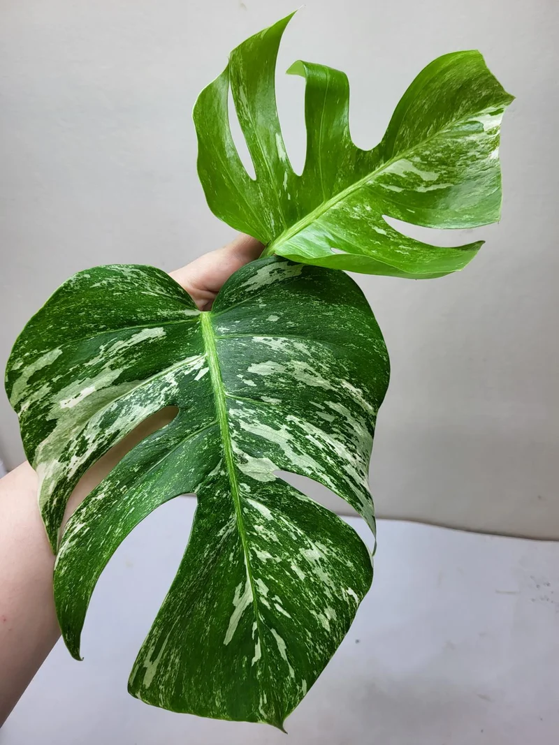 Monstera Variegata Steckling