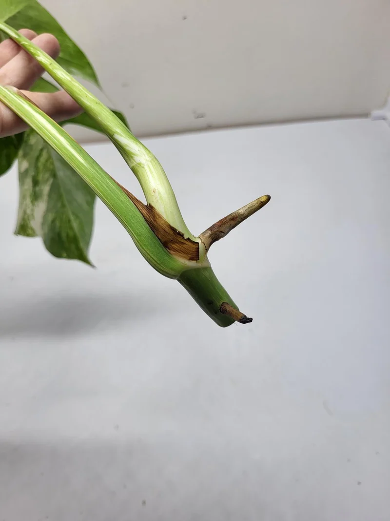 Monstera Variegata Steckling