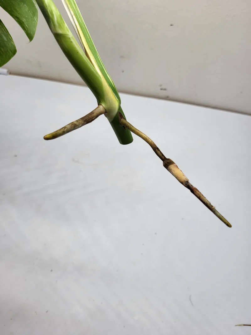 Monstera Variegata Steckling