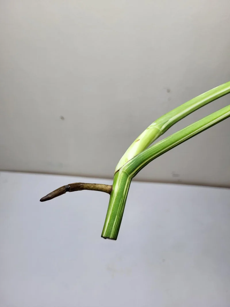Monstera Variegata Steckling