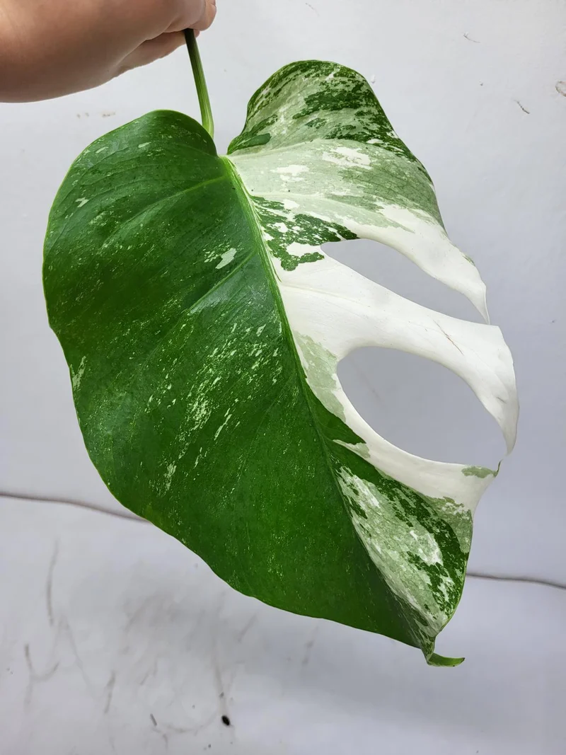 Monstera Variegata Steckling
