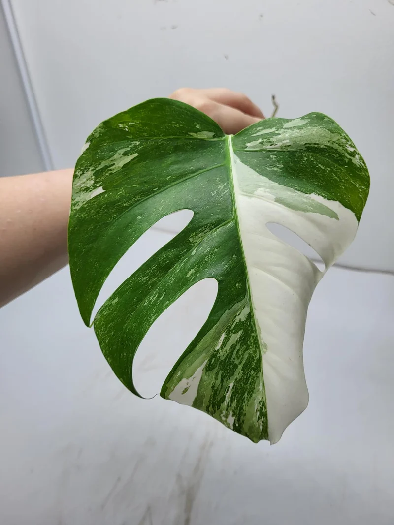 Monstera Variegata Steckling
