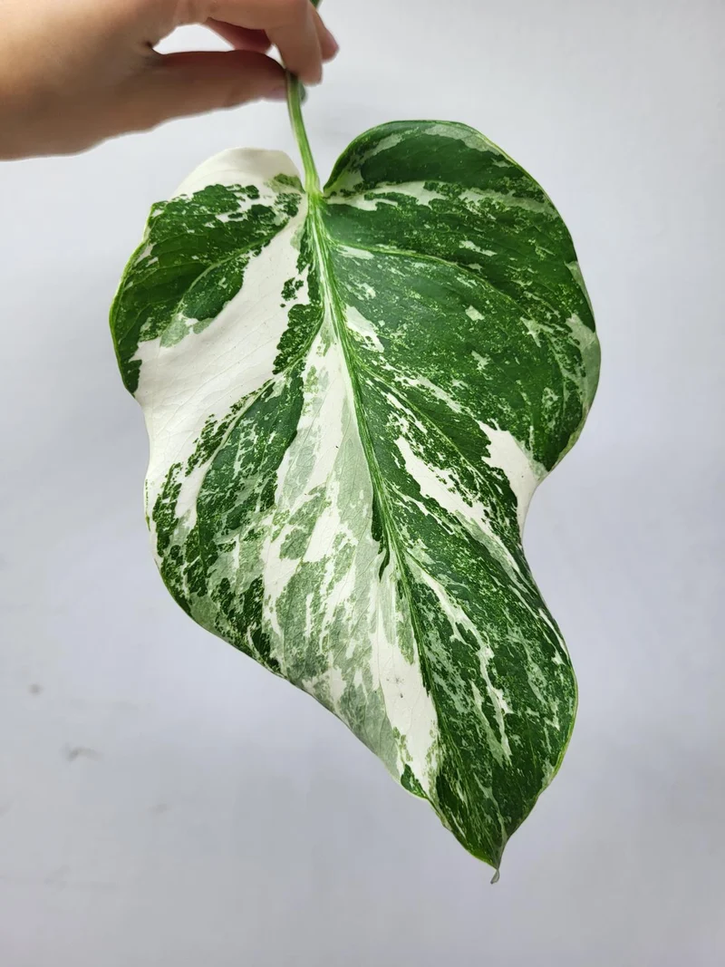 Monstera Variegata Steckling