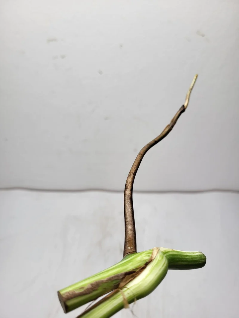 Monstera Variegata Steckling
