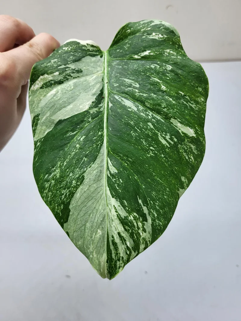 Monstera Variegata Steckling