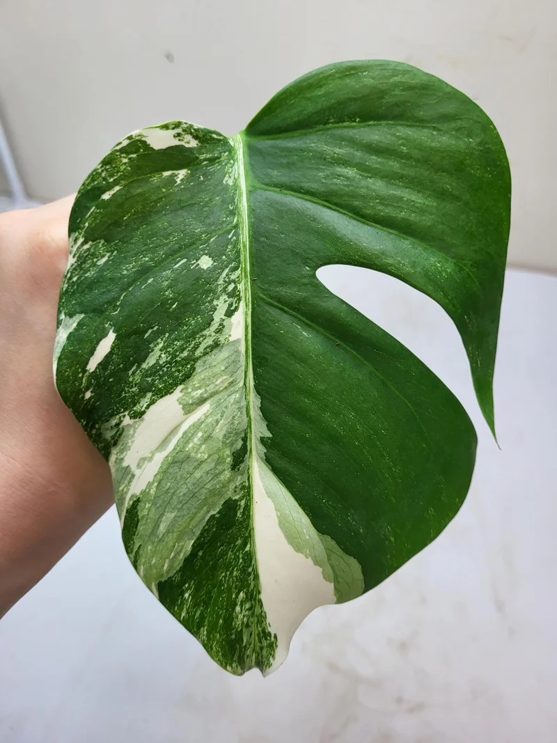 Monstera Variegata Steckling