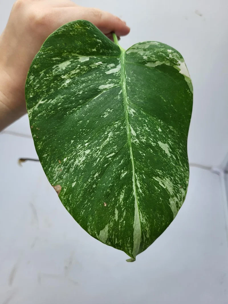 Monstera Variegata Steckling