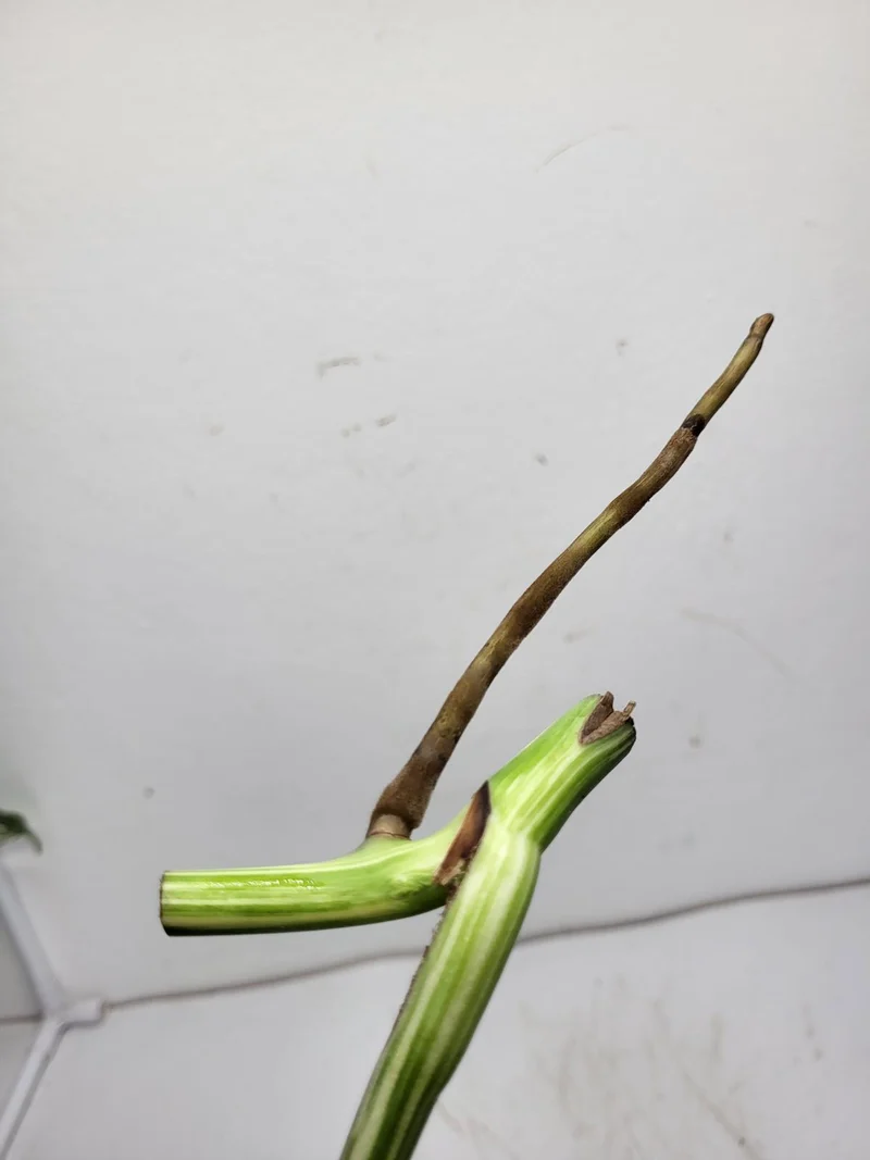 Monstera Variegata Steckling