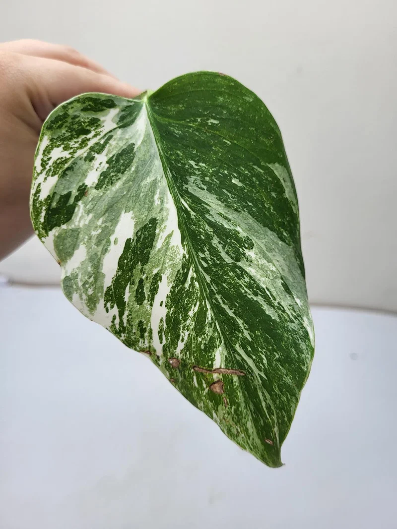 Monstera Variegata Steckling