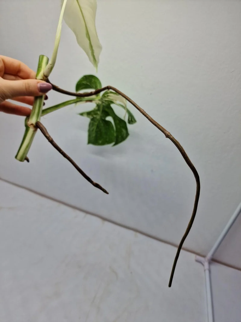 Monstera Variegata Steckling