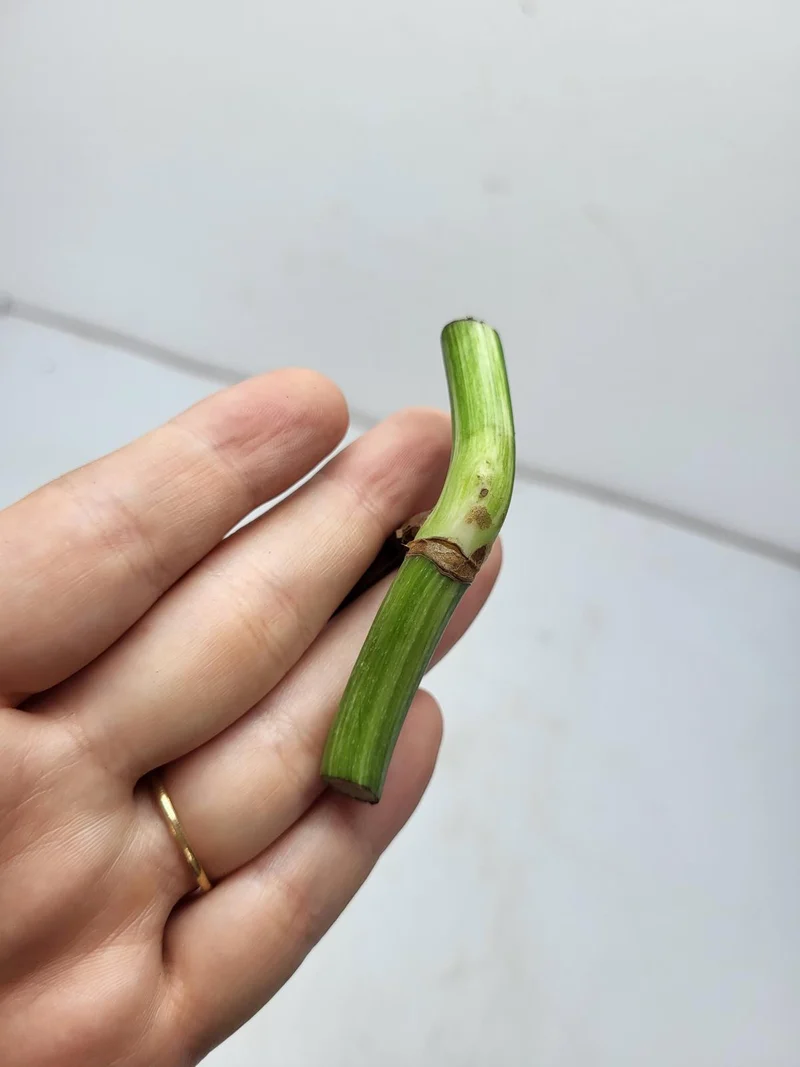 Monstera Variegata Steckling