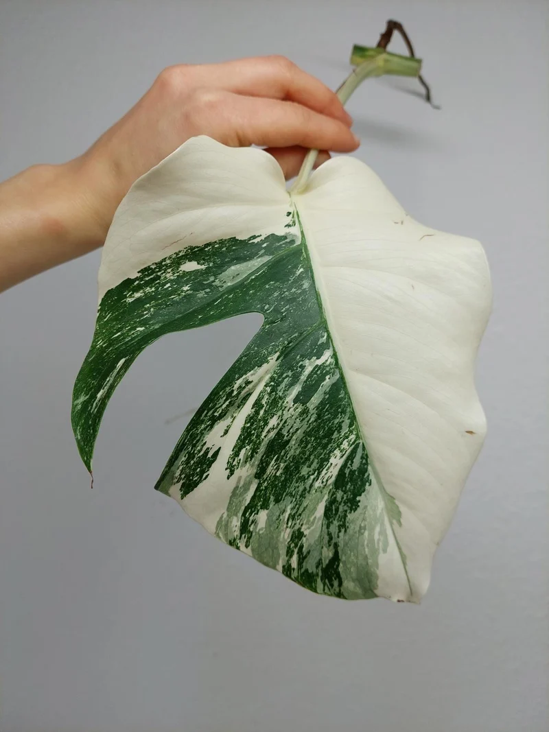 Monstera Variegata Steckling