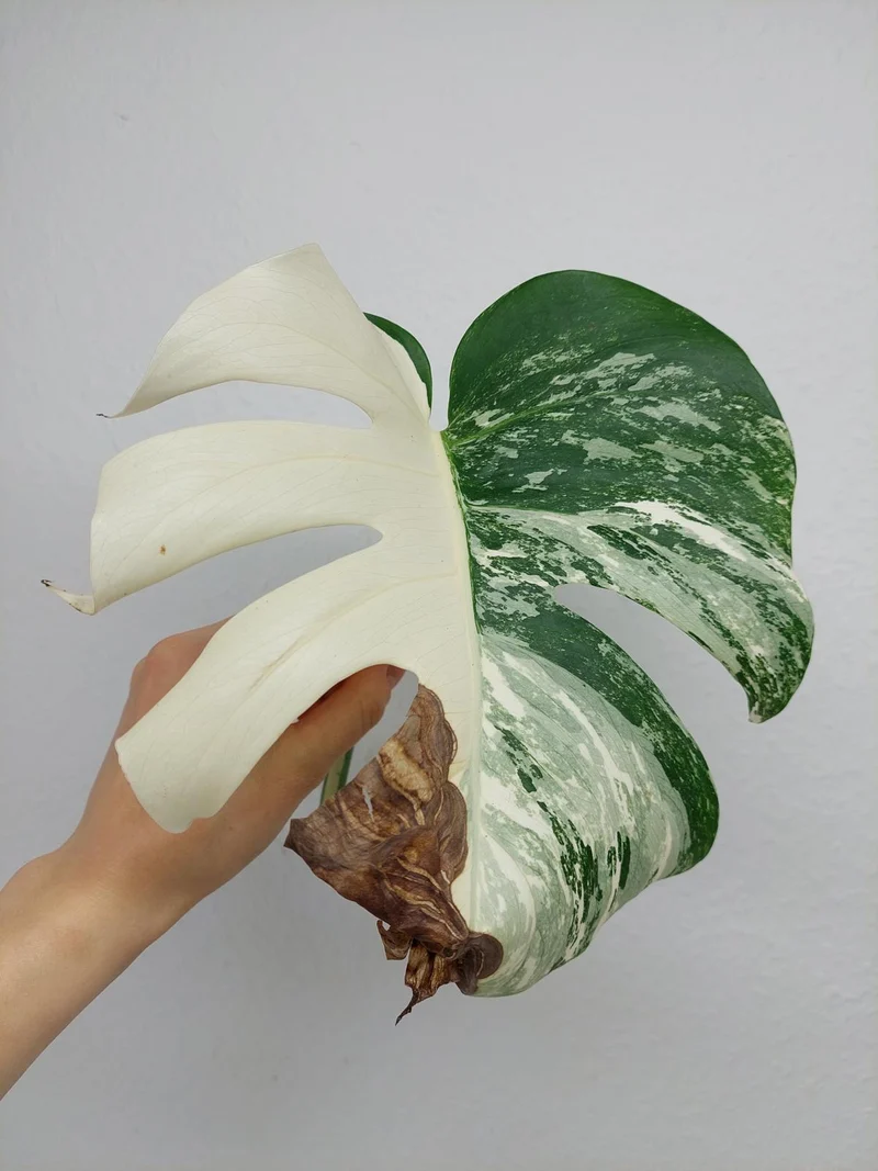 Monstera Variegata Steckling