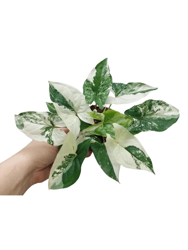 Syngonium Albo Variegata