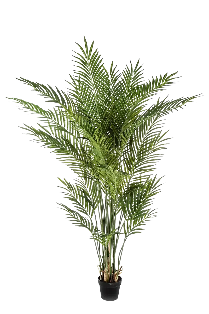 Künstliche Goldfruchtpalme - Eva | 200 cm