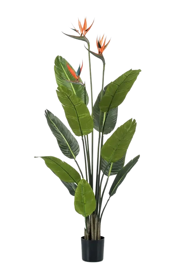 Künstliche Strelitzia - Constantin | 120 cm