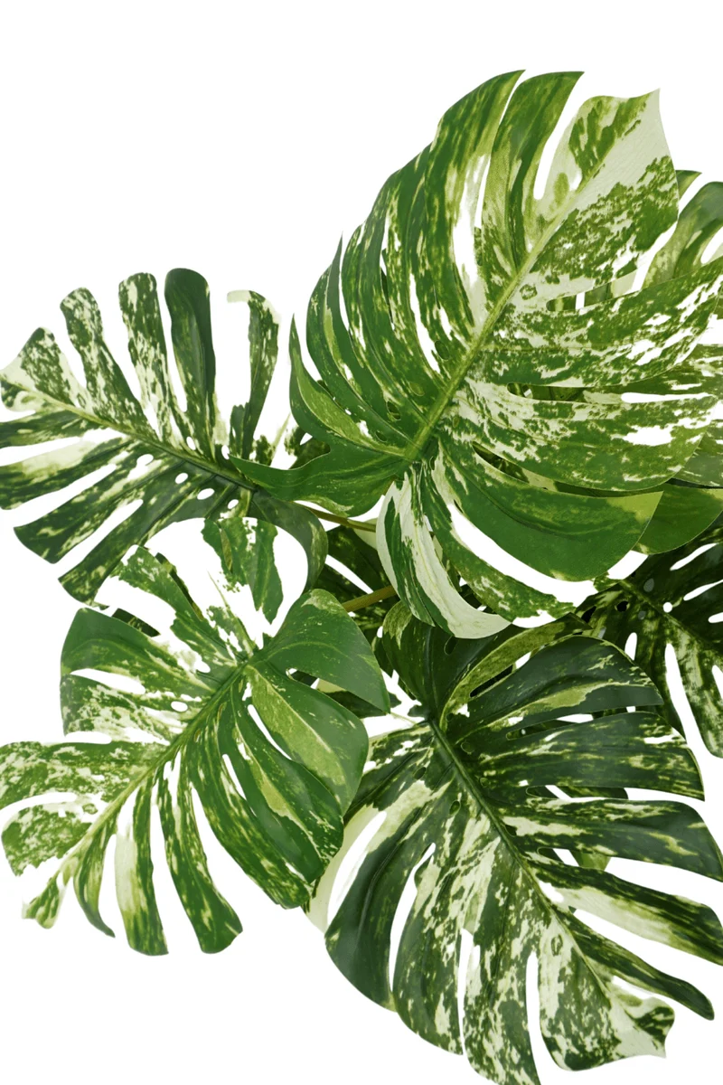 Monstera Kunstpflanze 75cm