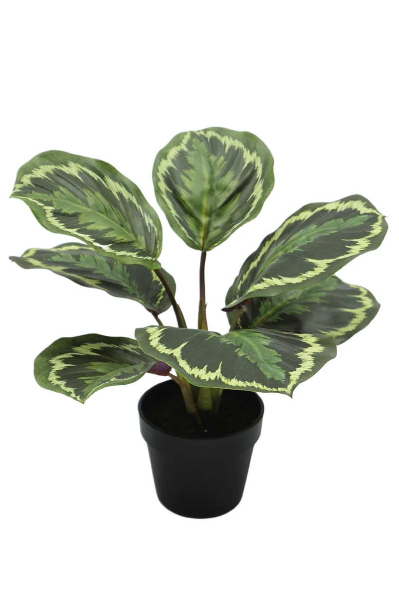 Calathea Kunstpflanze 25cm
