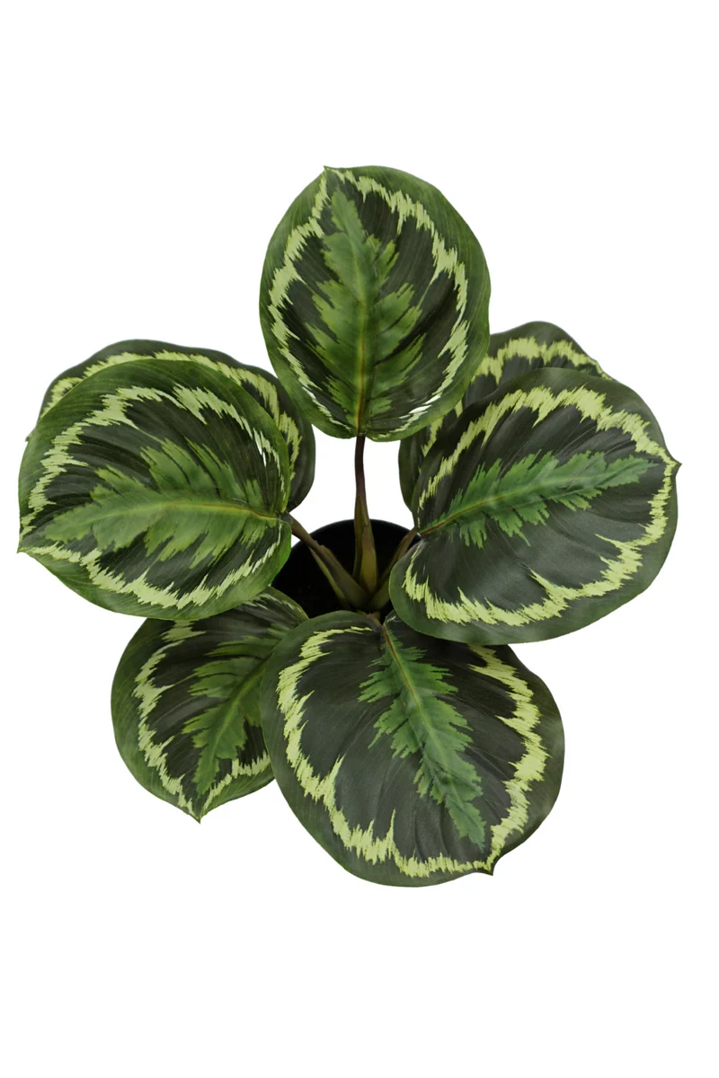 Calathea Kunstpflanze 25cm