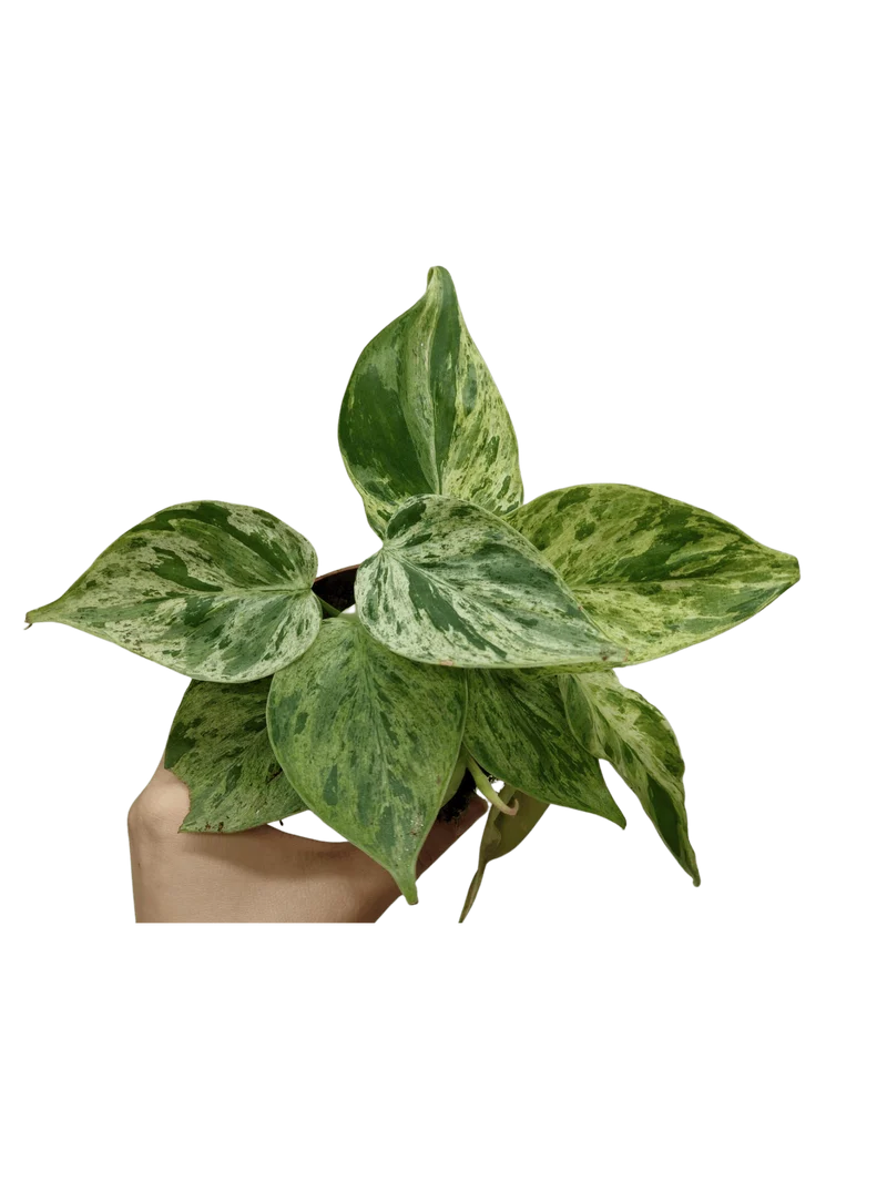 Philodendron Hederaceum Oxycardium Variegata