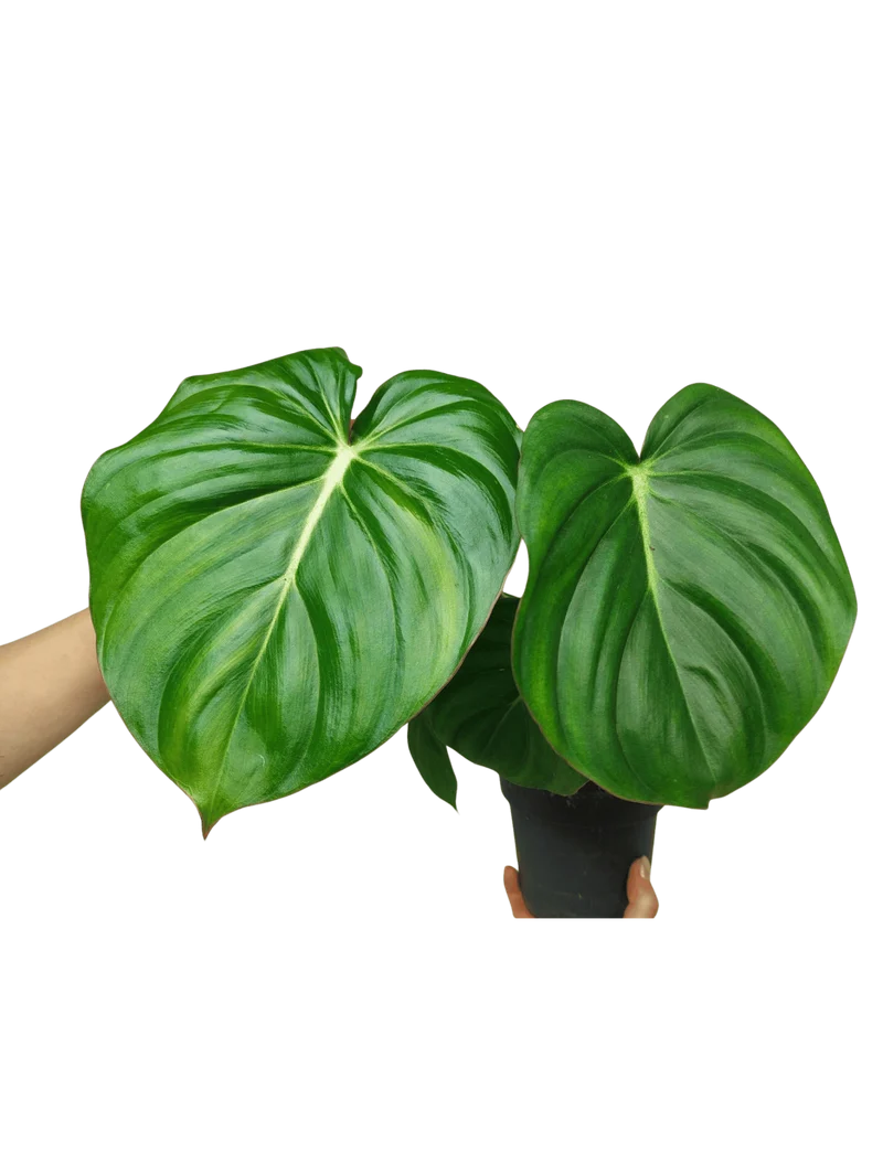 Philodendron Mc Dowell