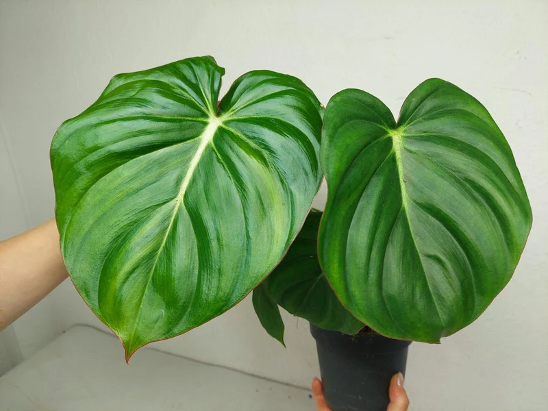 Philodendron Mc Dowell