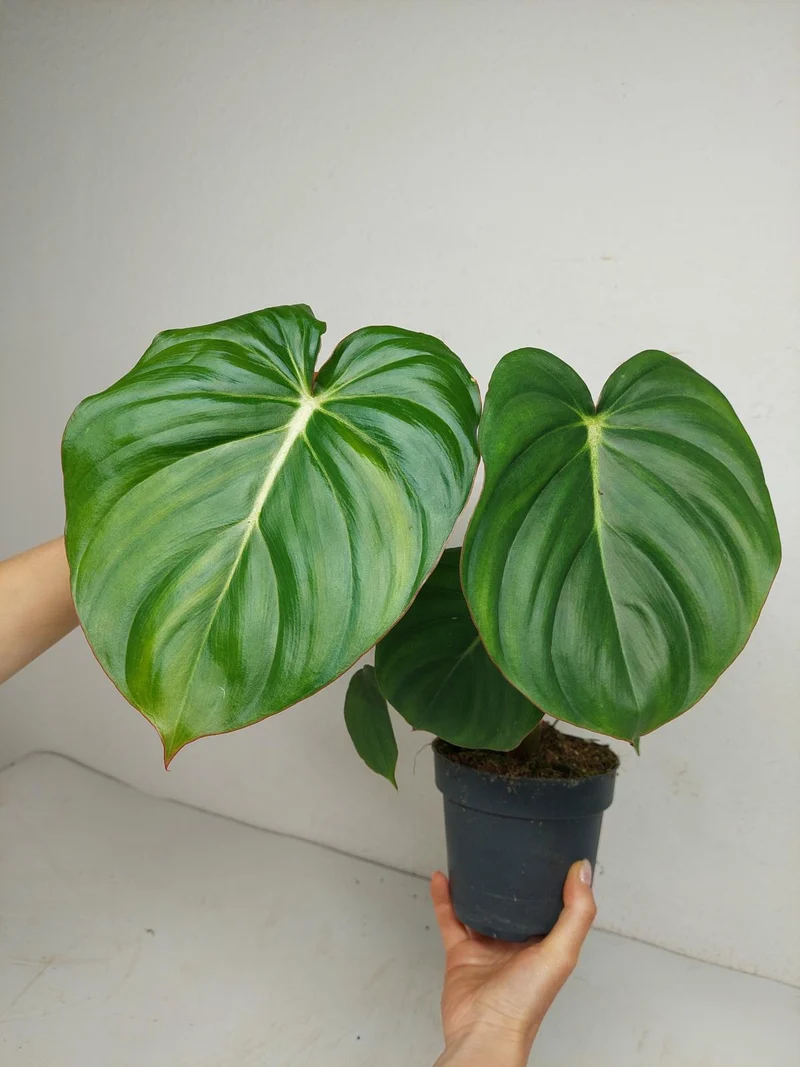 Philodendron Mc Dowell