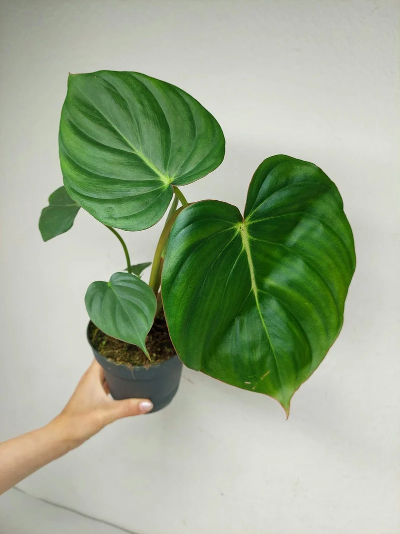 Philodendron Mc Dowell
