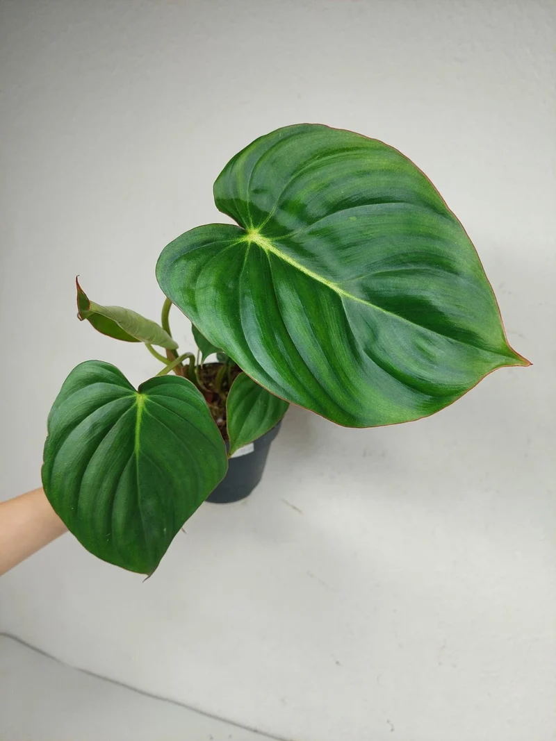 Philodendron Mc Dowell