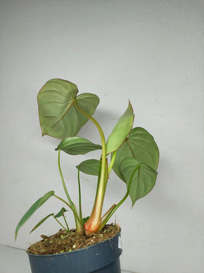 Philodendron Mc Dowell