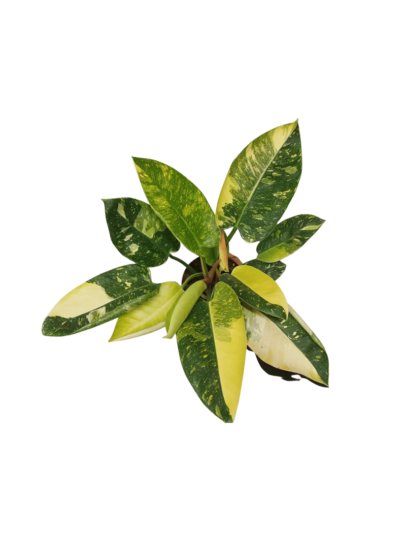 Philodendron Green Congo Variegata groß
