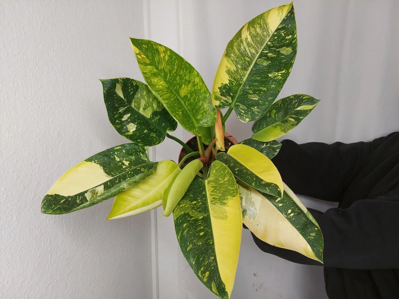Philodendron Green Congo Variegata groß