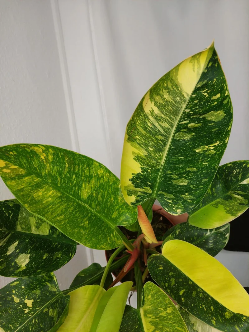 Philodendron Green Congo Variegata groß