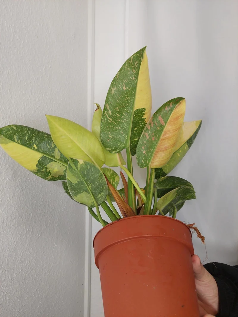 Philodendron Green Congo Variegata groß