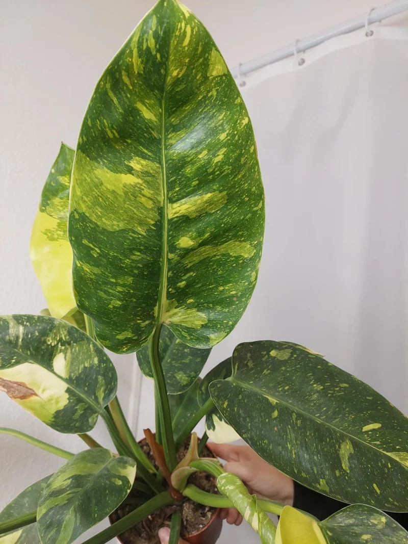 Philodendron Green Congo Variegata groß
