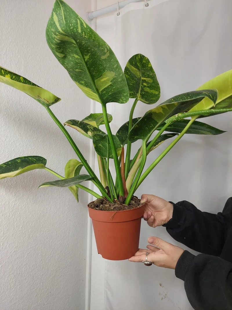 Philodendron Green Congo Variegata groß