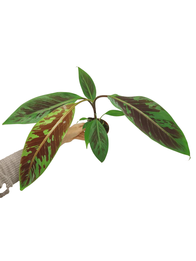 Musa Acuminata Zebrina