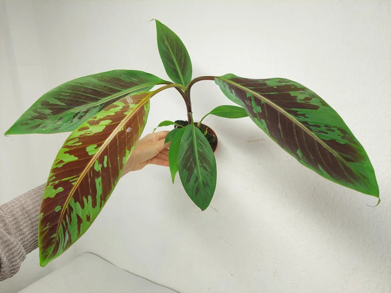 Musa Acuminata Zebrina