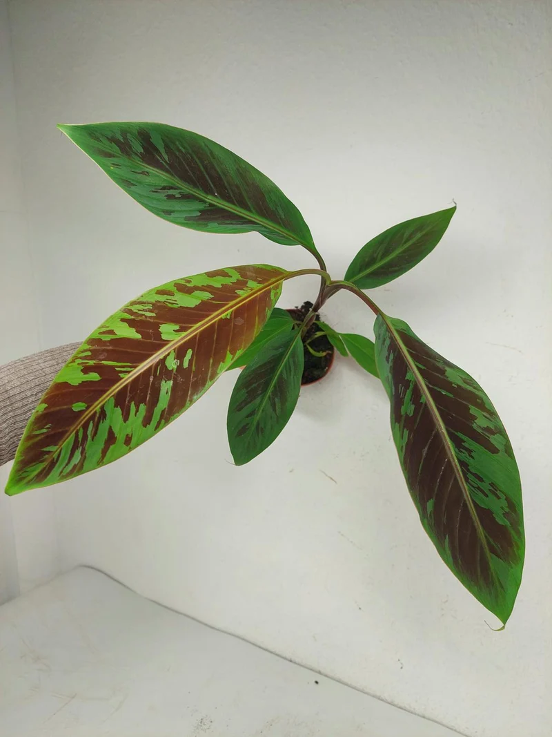 Musa Acuminata Zebrina