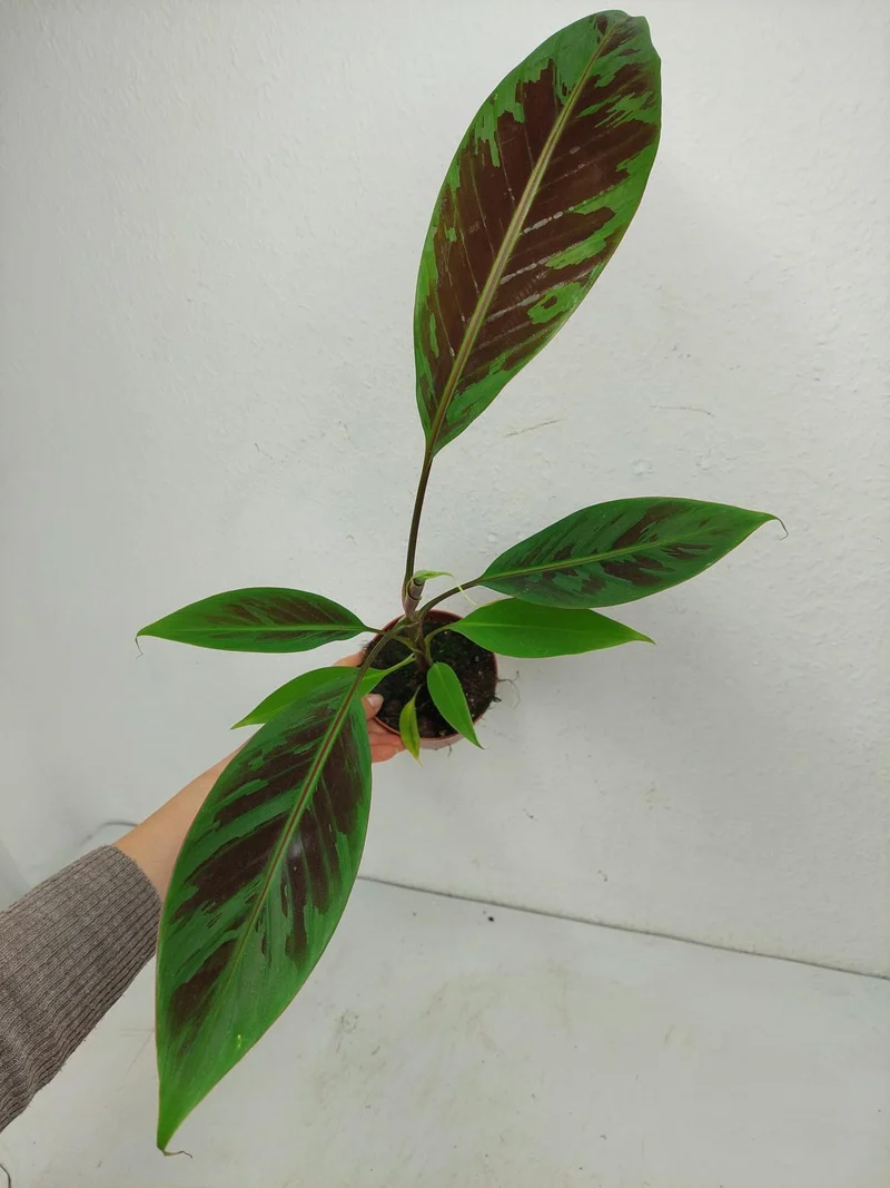 Musa Acuminata Zebrina